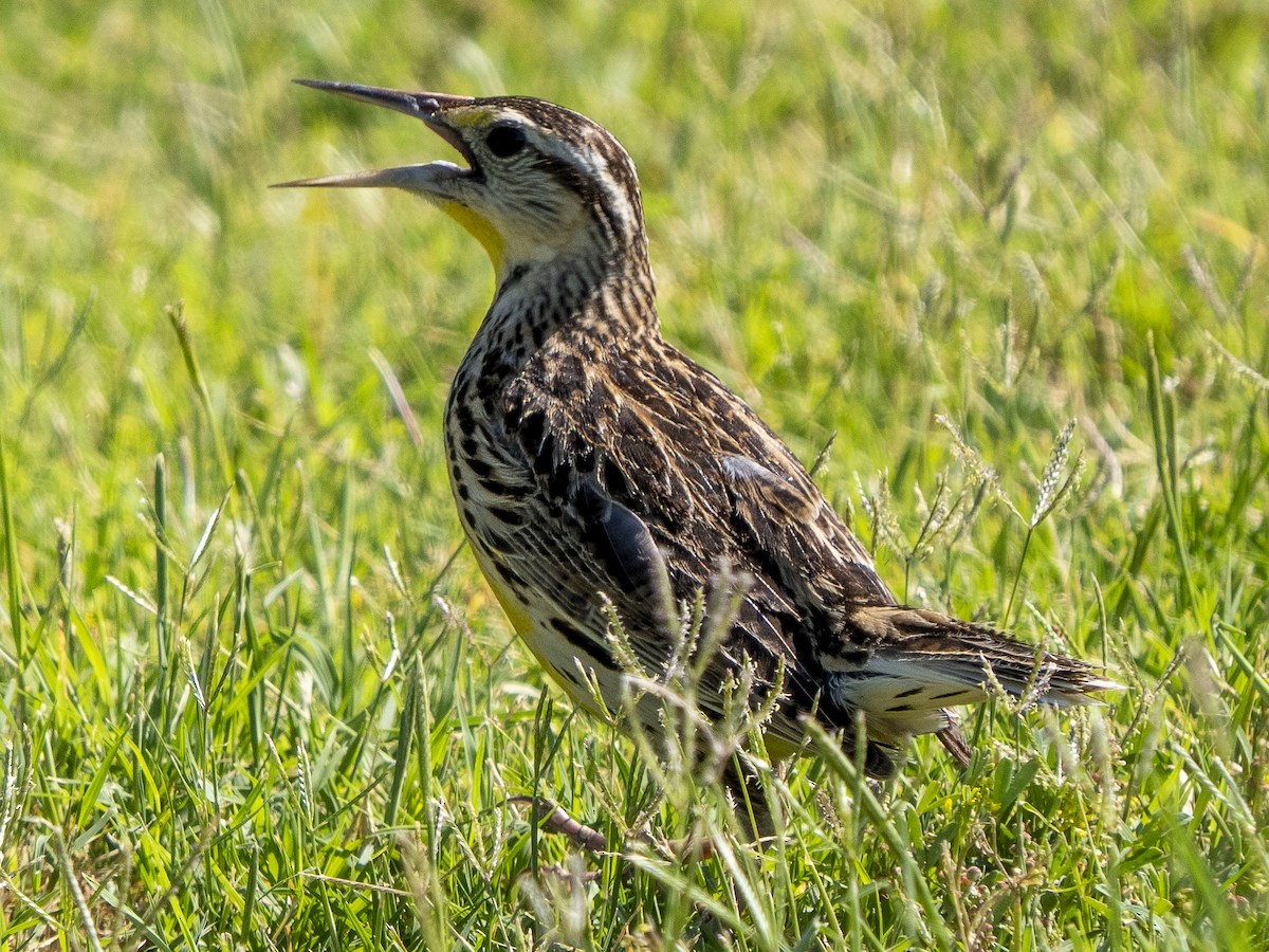 Chihuahuan Meadowlark - Steven Hunter