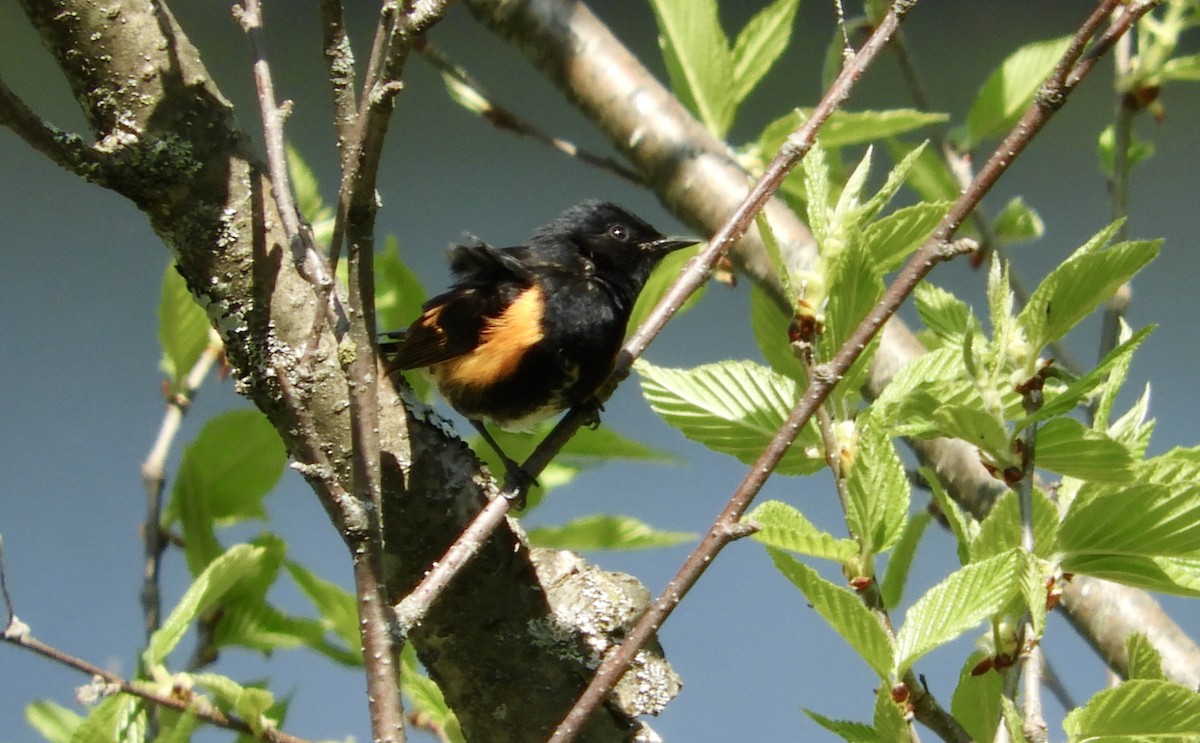 American Redstart - ML574185111