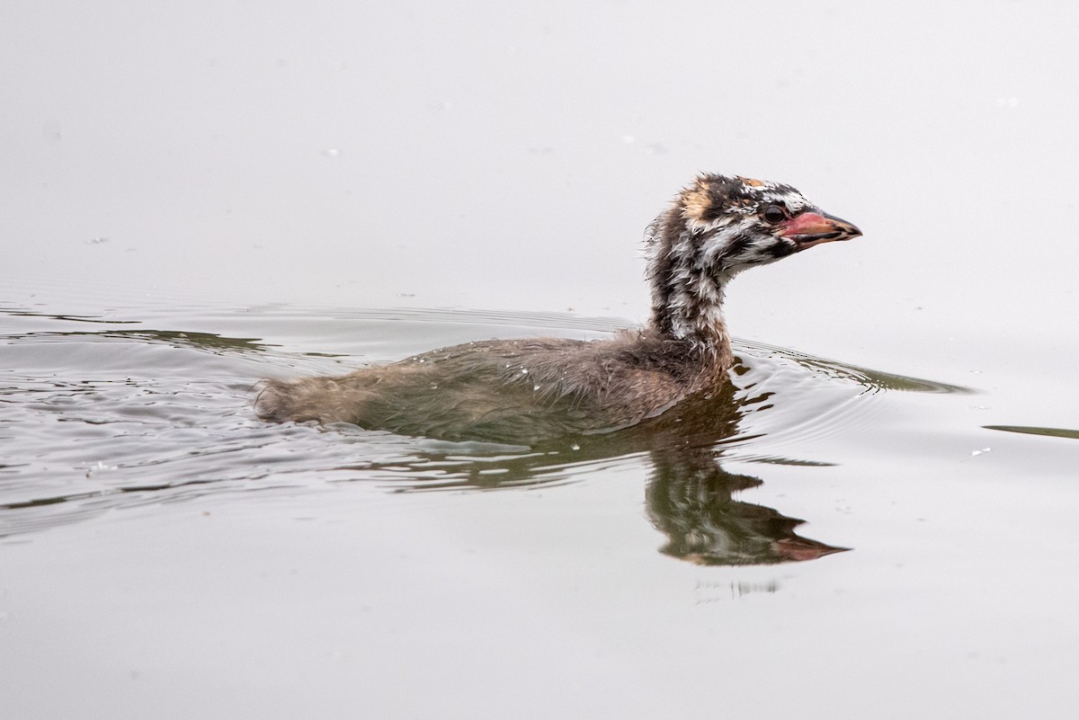 Pied-billed Grebe - Gizella Nyquist