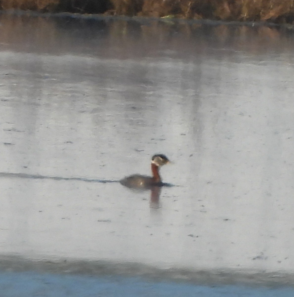 Red-necked Grebe - ML574185951