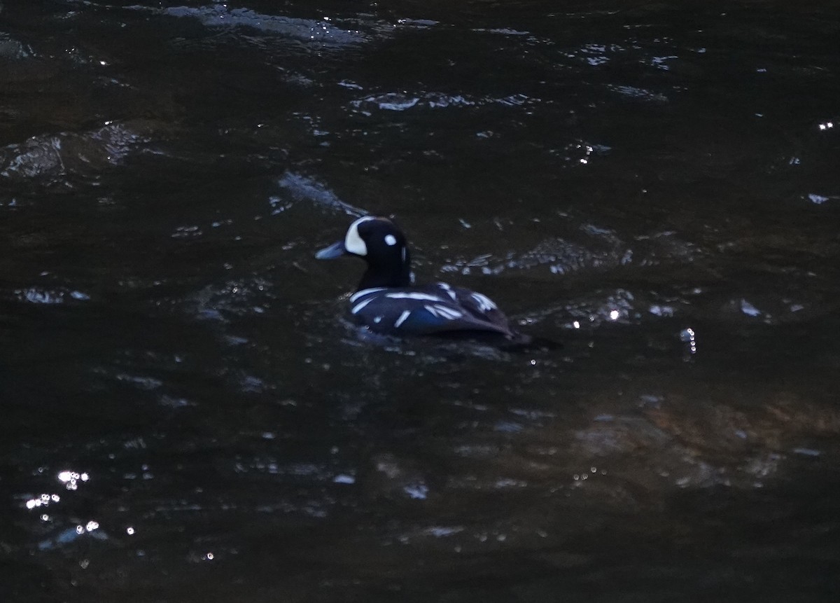 Harlequin Duck - ML574186561