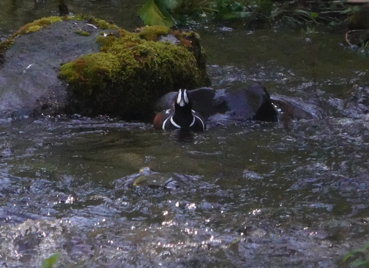 Harlequin Duck - ML574186571