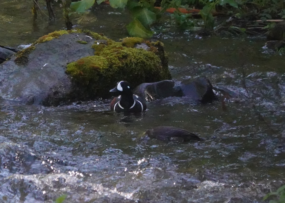 Harlequin Duck - ML574186601