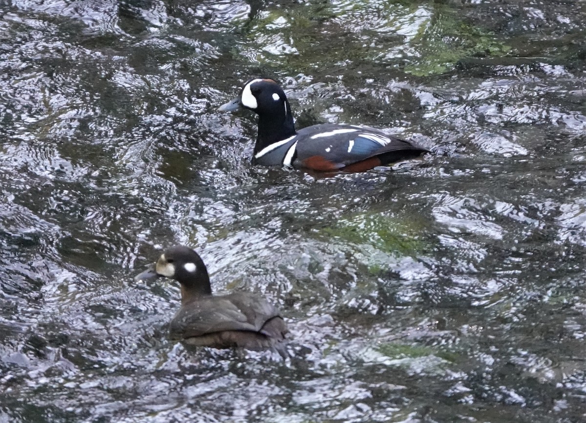 Harlequin Duck - ML574186661