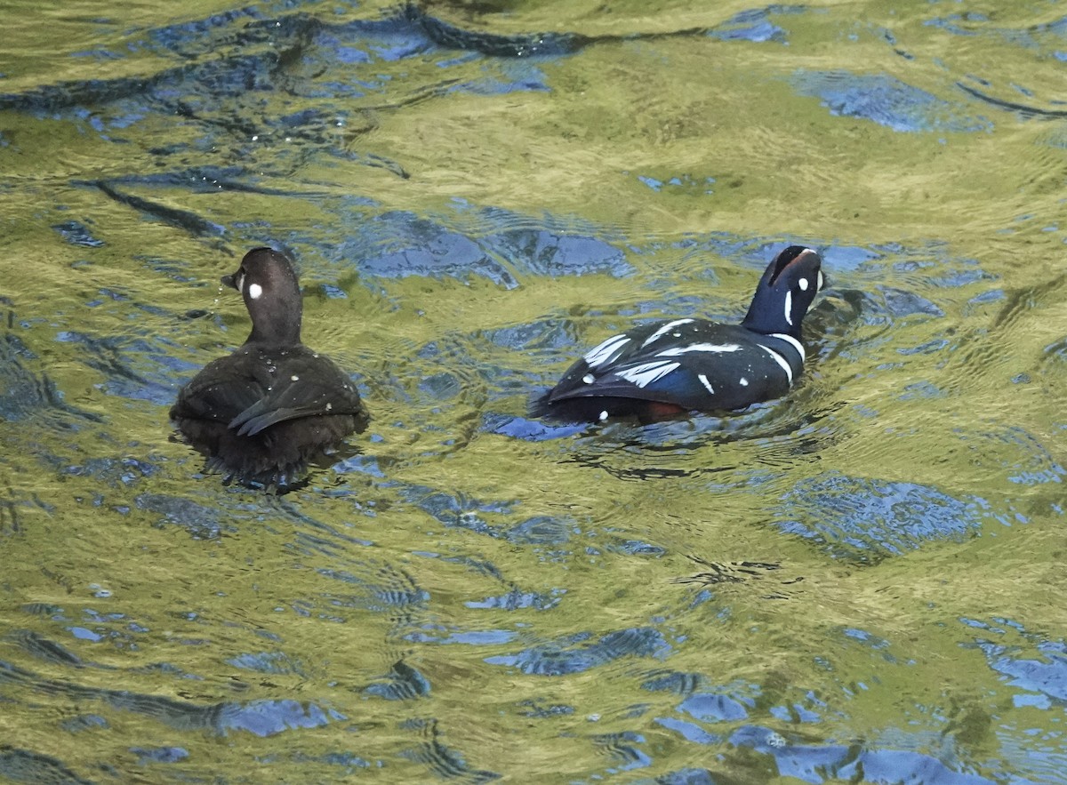 Harlequin Duck - ML574186671