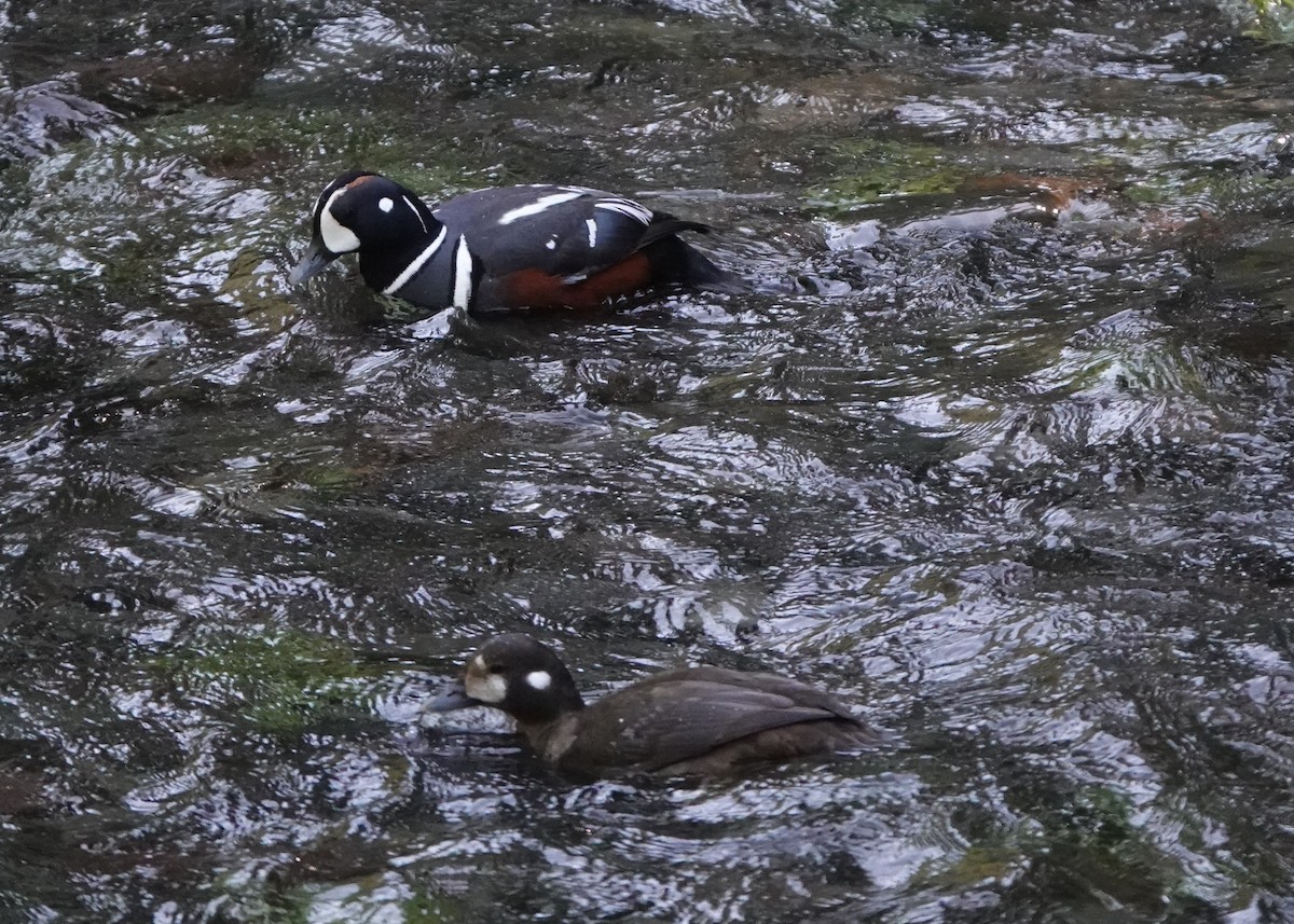 Harlequin Duck - ML574186681