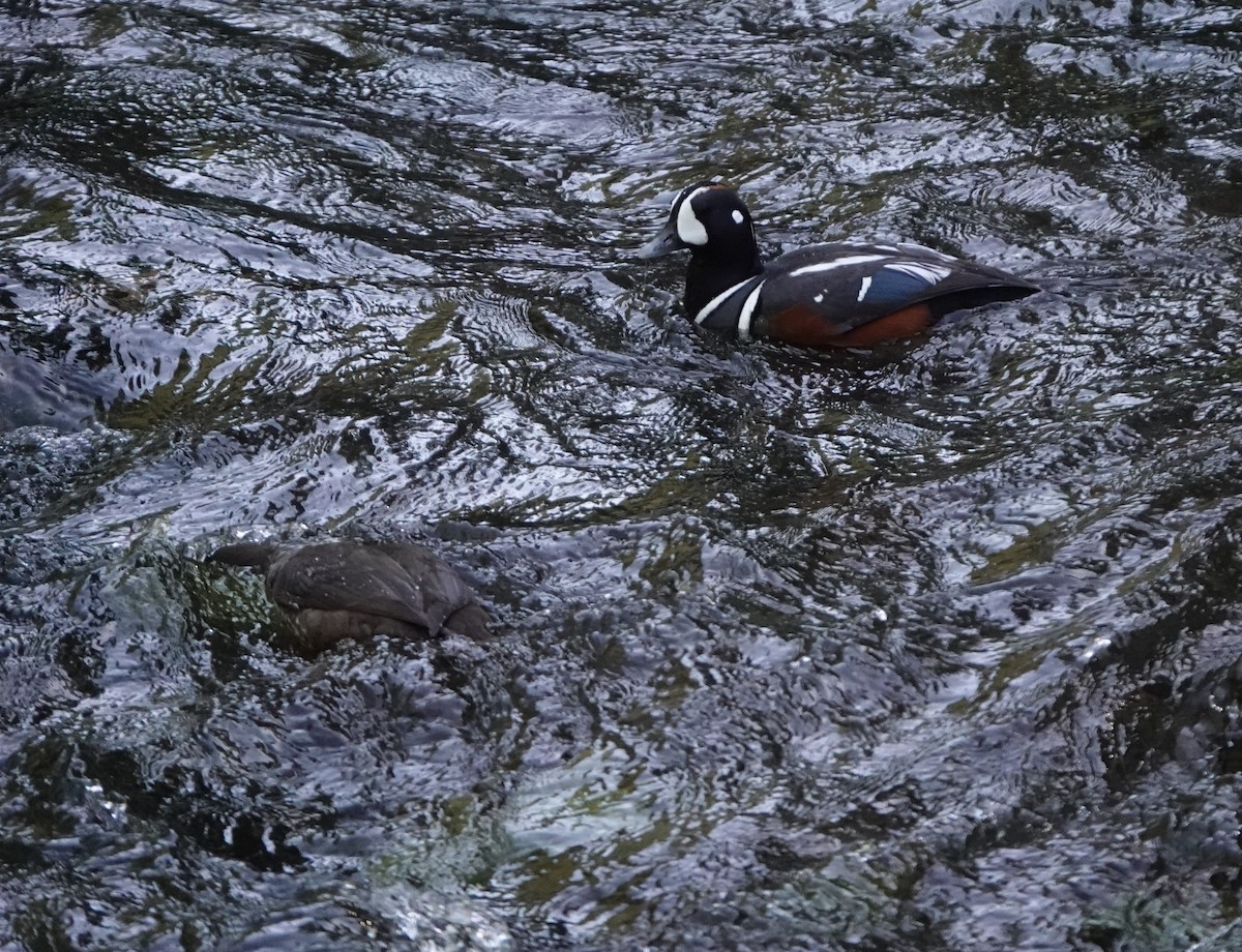 Harlequin Duck - ML574186711