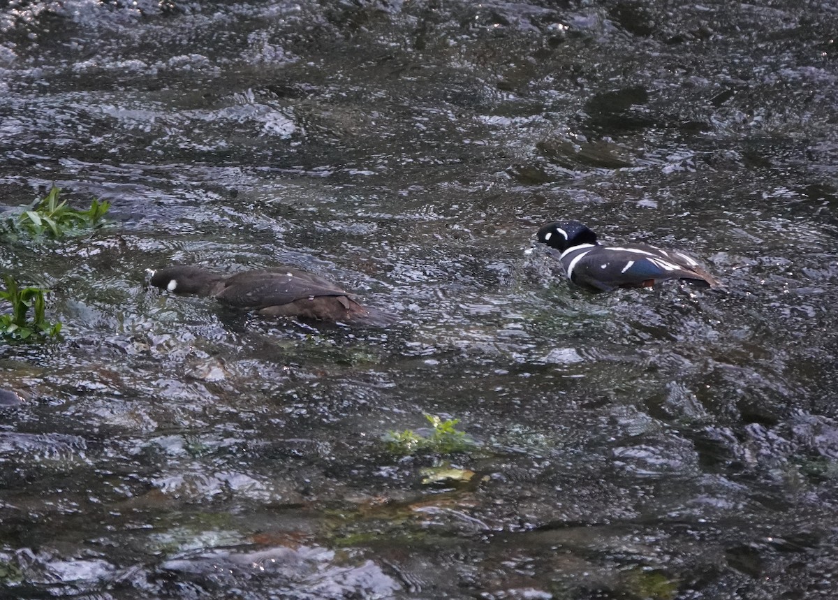 Harlequin Duck - ML574186721