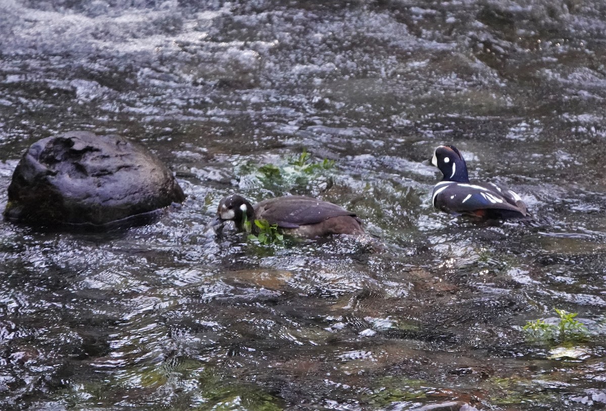 Harlequin Duck - ML574186731