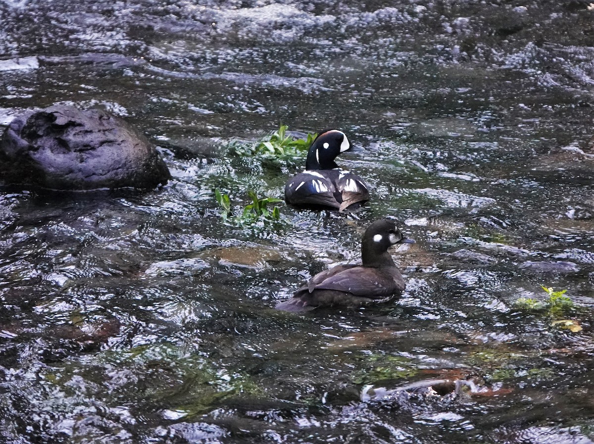 Harlequin Duck - ML574186741