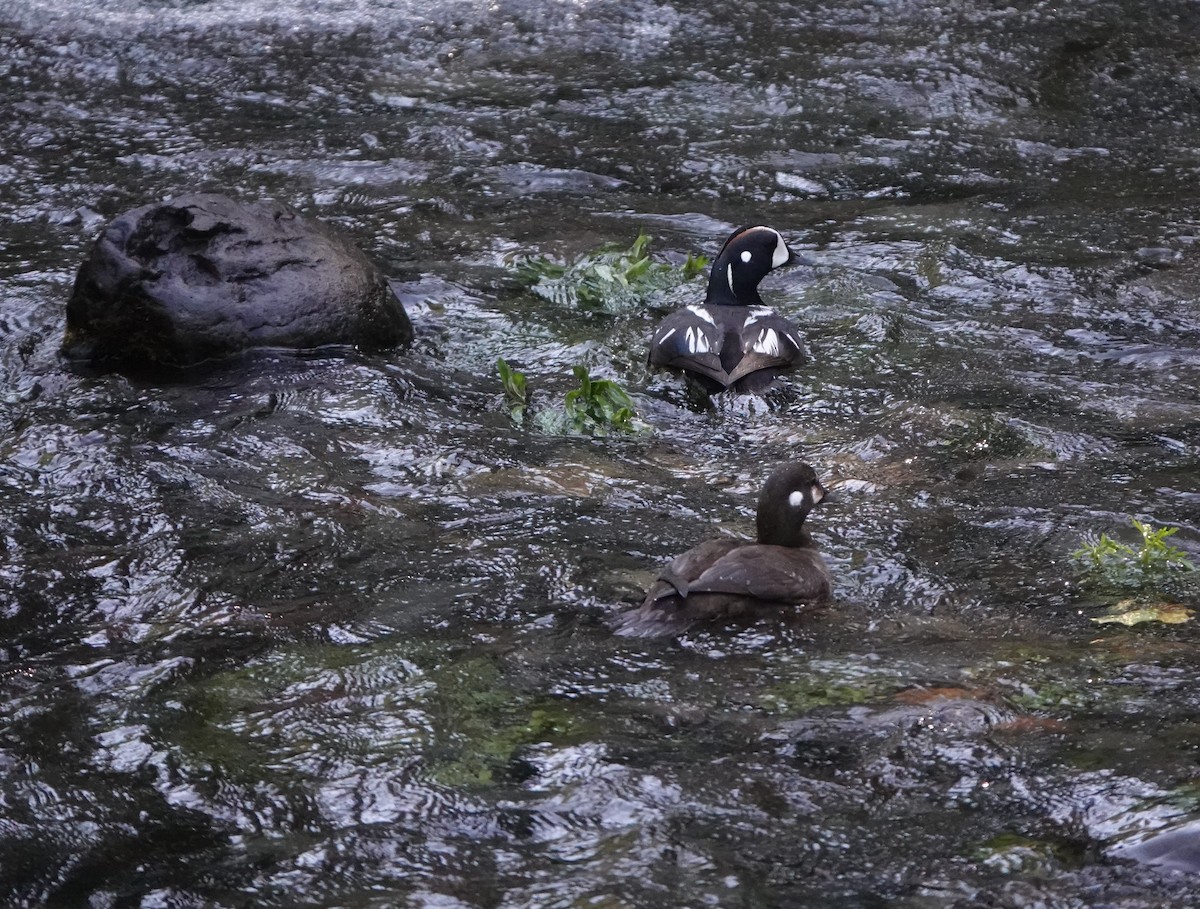 Harlequin Duck - ML574186751