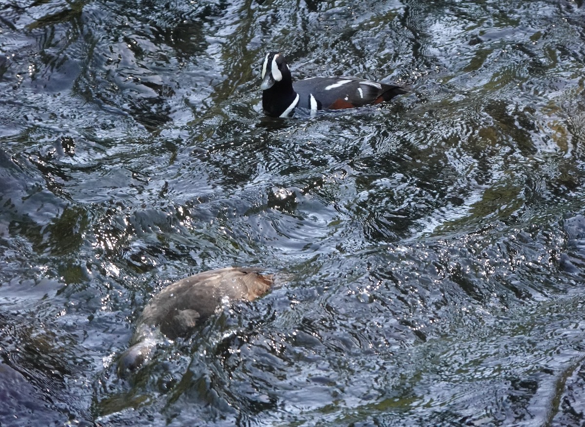 Harlequin Duck - ML574186761