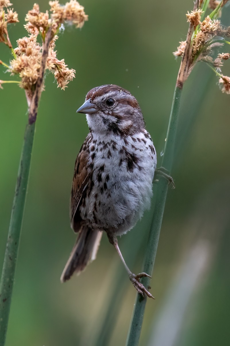 Song Sparrow - Gizella Nyquist