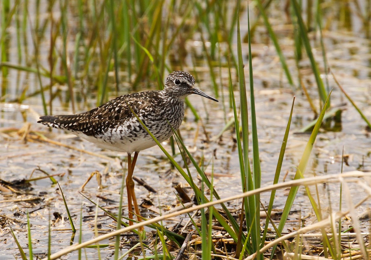 Lesser Yellowlegs - ML574187931