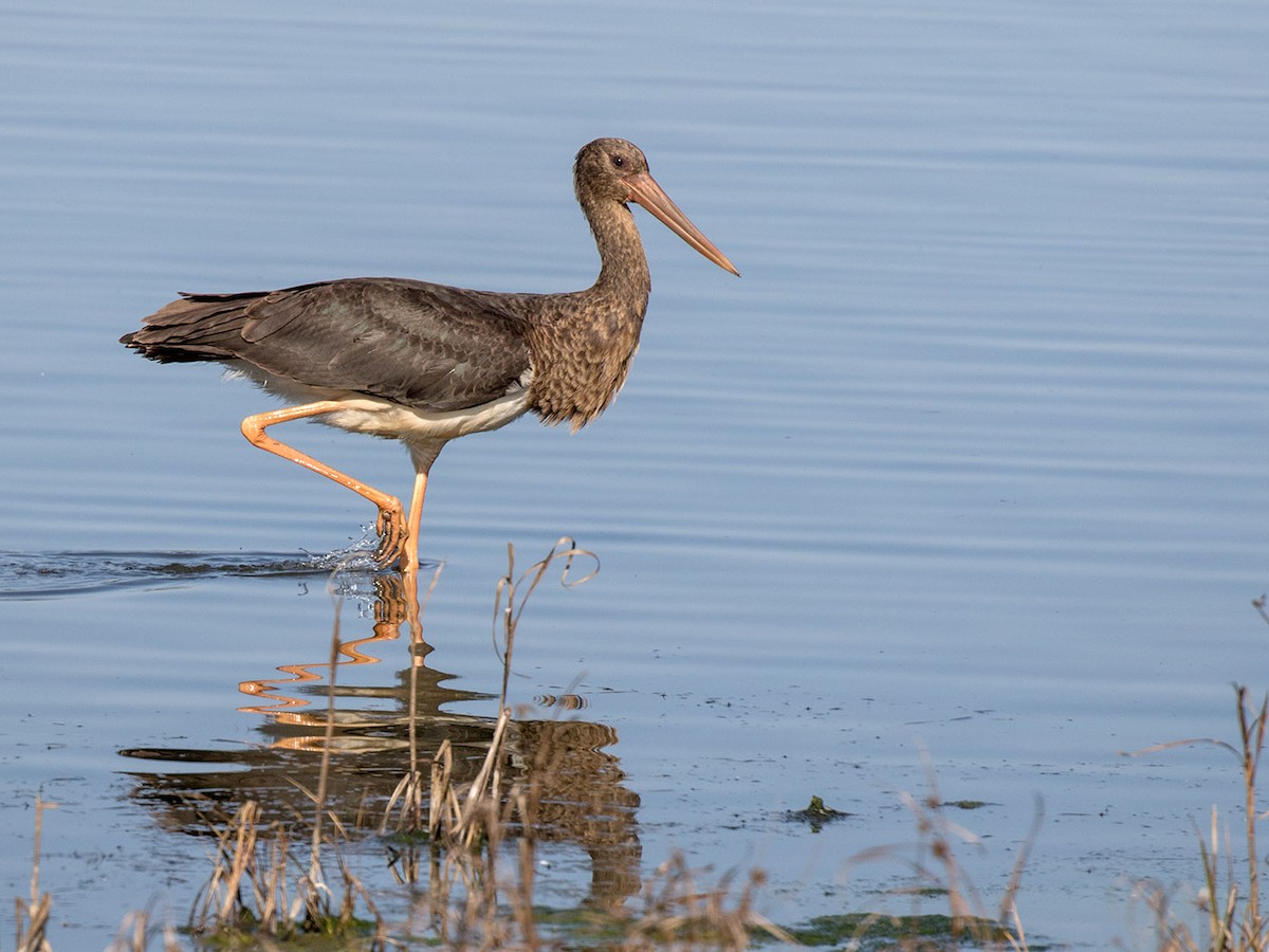 Cigogne noire - ML57418811