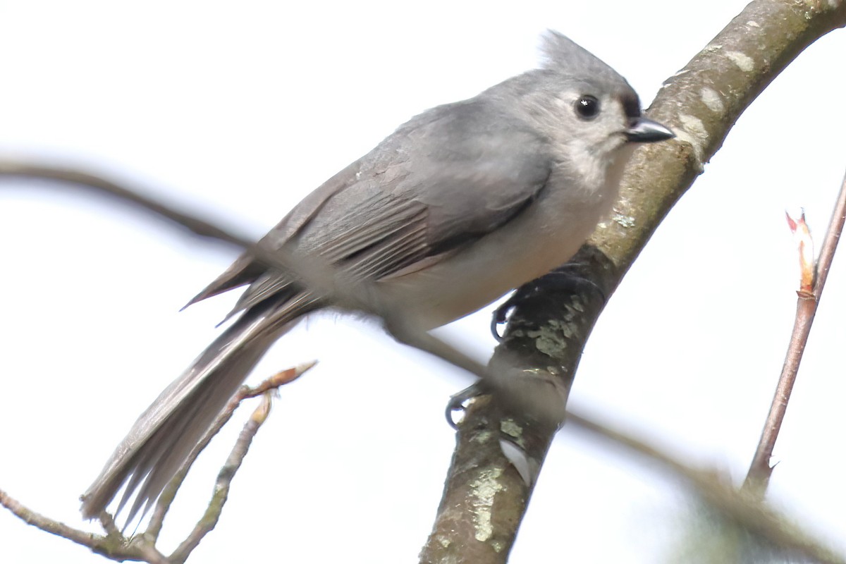 Tufted Titmouse - ML574188511
