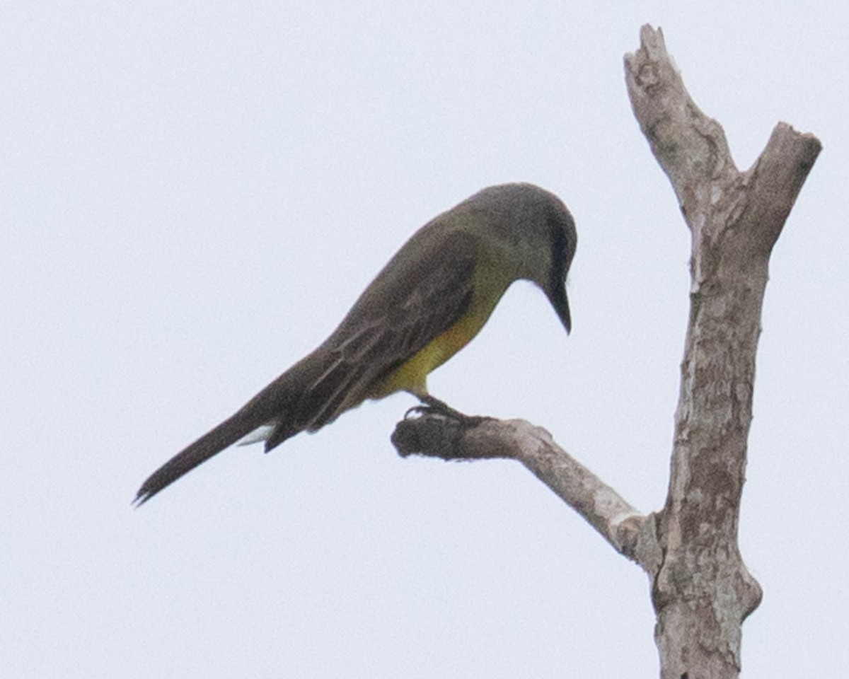 Tropical Kingbird - ML574188681