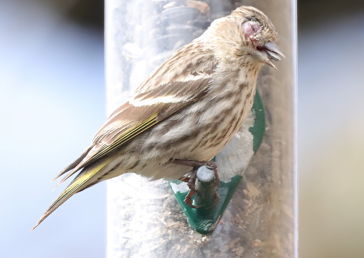Pine Siskin (Northern) - ML574188931