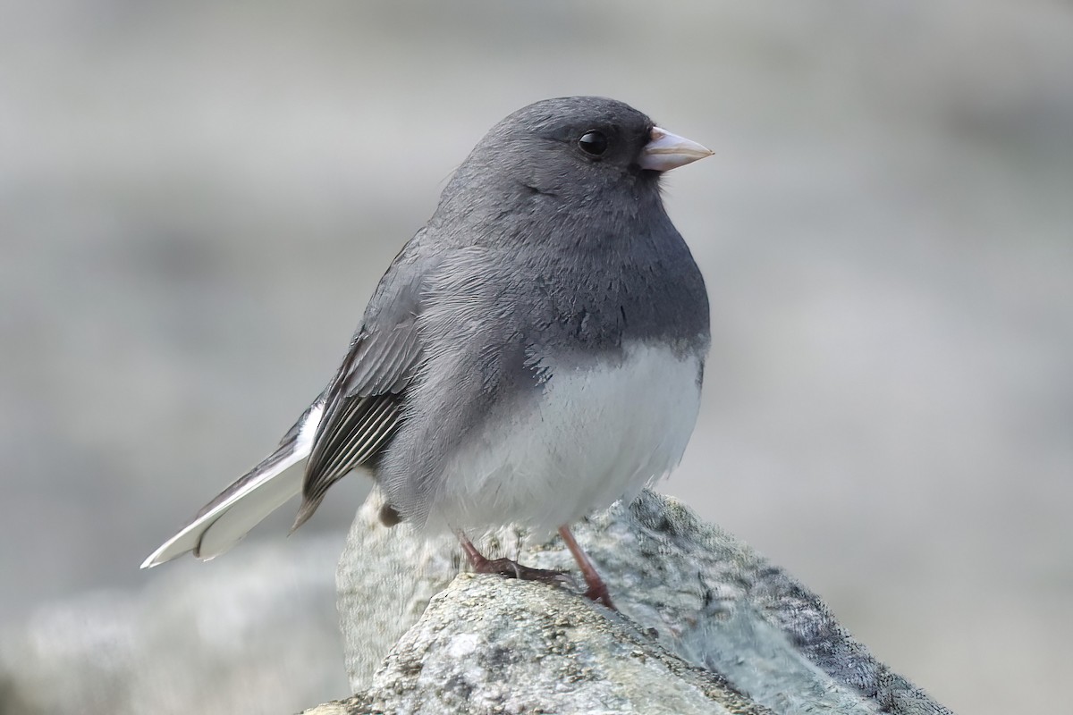 Dark-eyed Junco (Slate-colored) - ML574189101