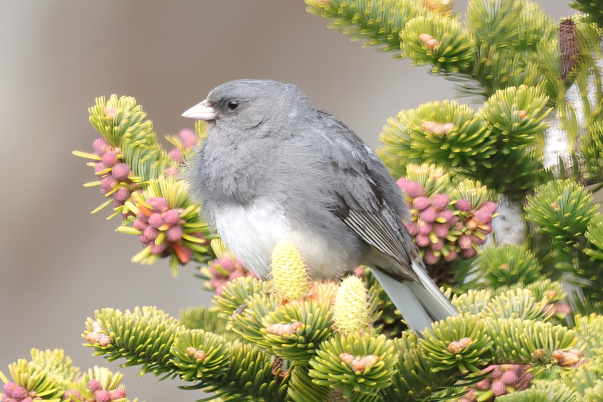 Dark-eyed Junco (Slate-colored) - ML574189121