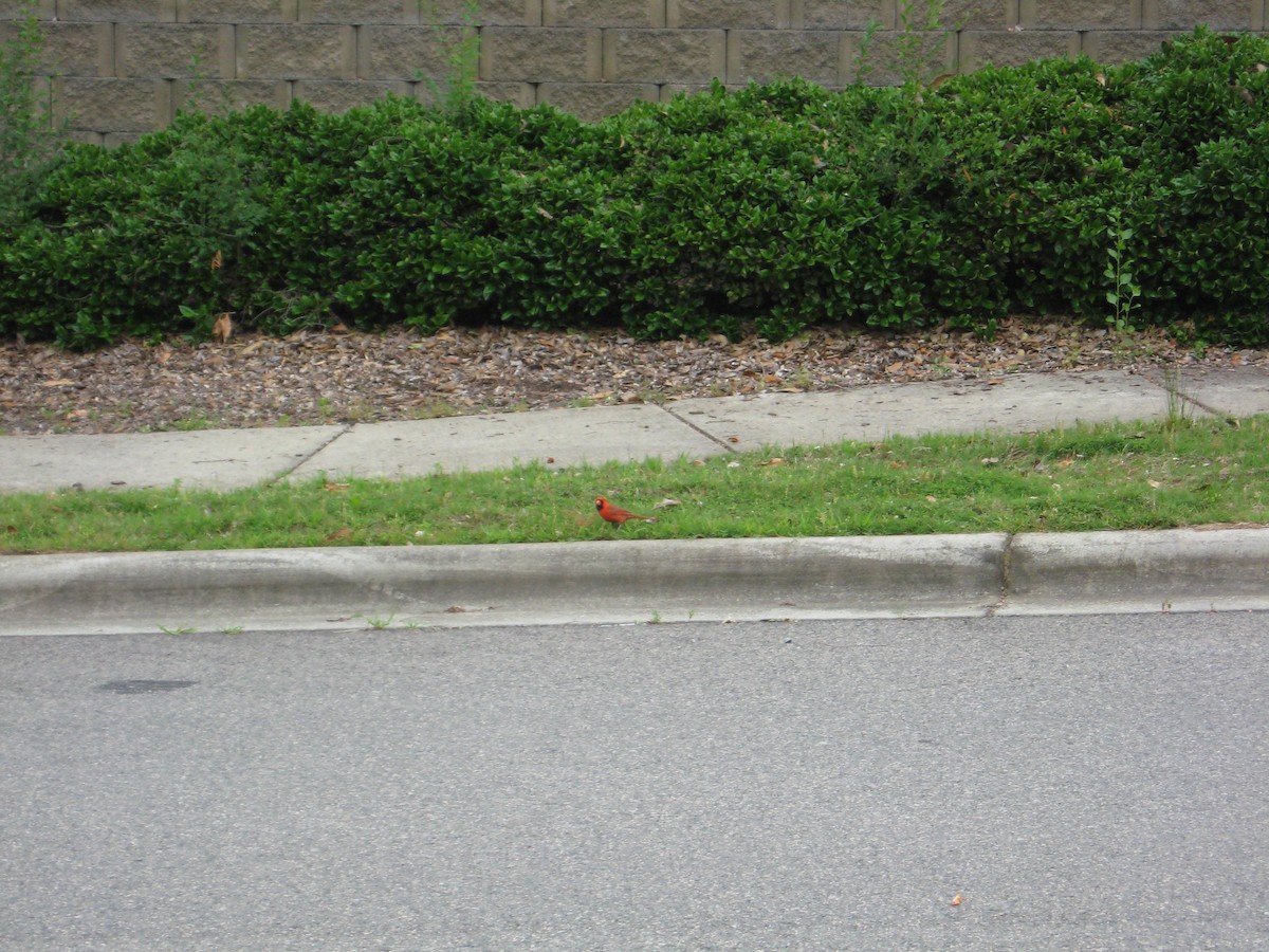 Northern Cardinal - ML574189491