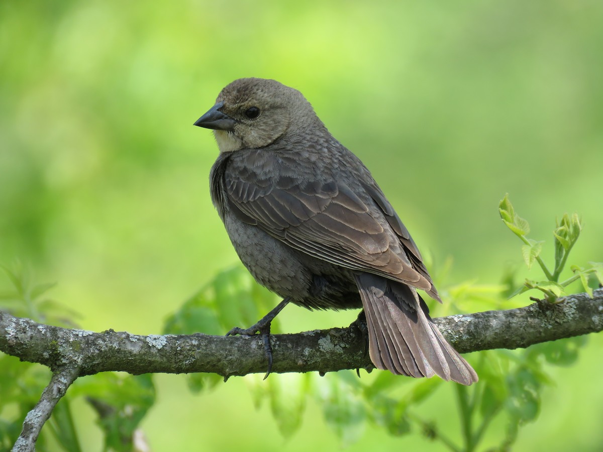 Brown-headed Cowbird - ML574190081