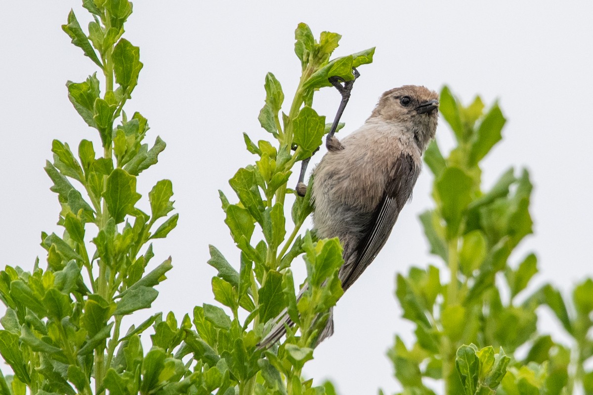 Bushtit - ML574190251
