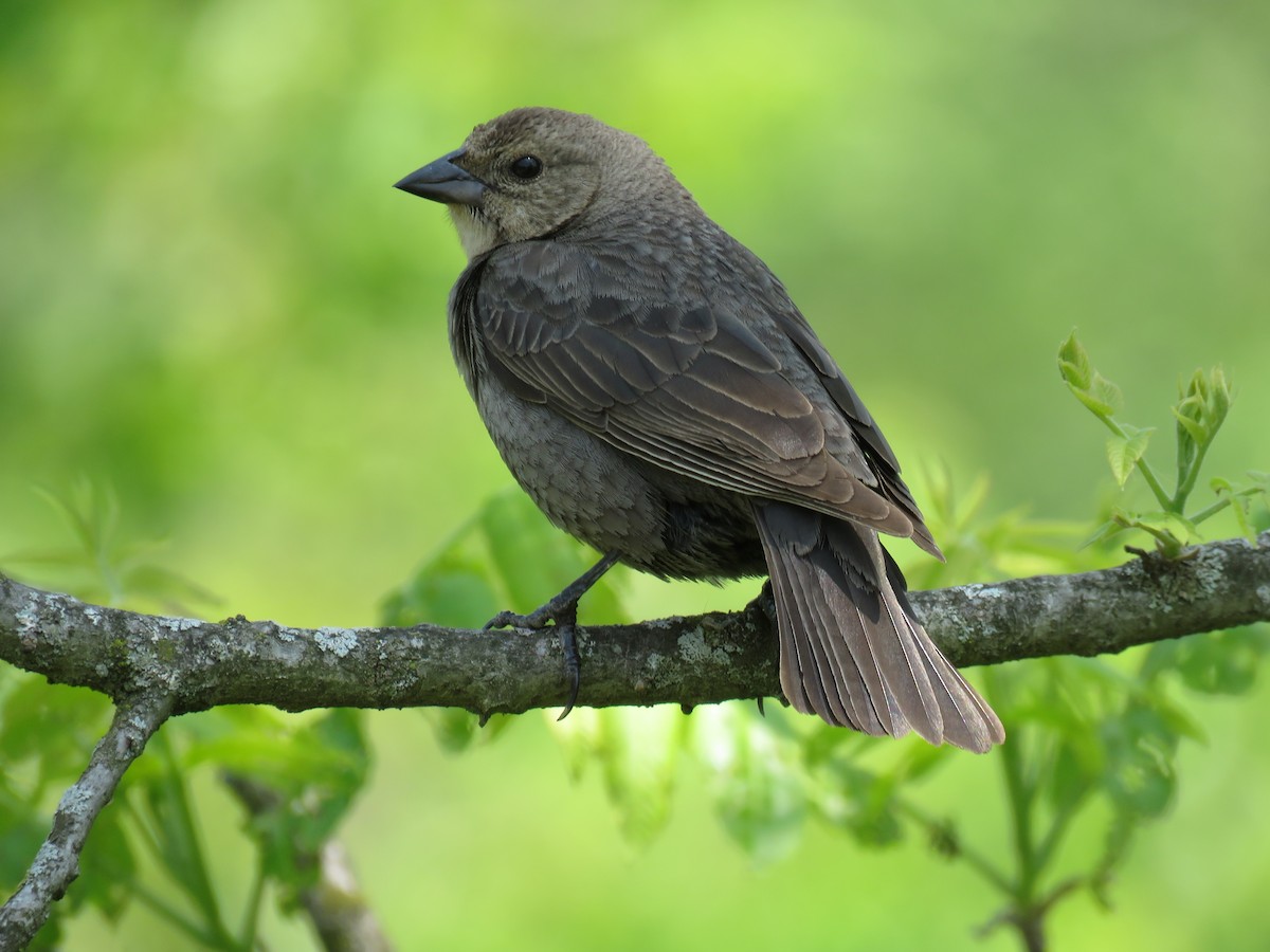 Brown-headed Cowbird - ML574190361