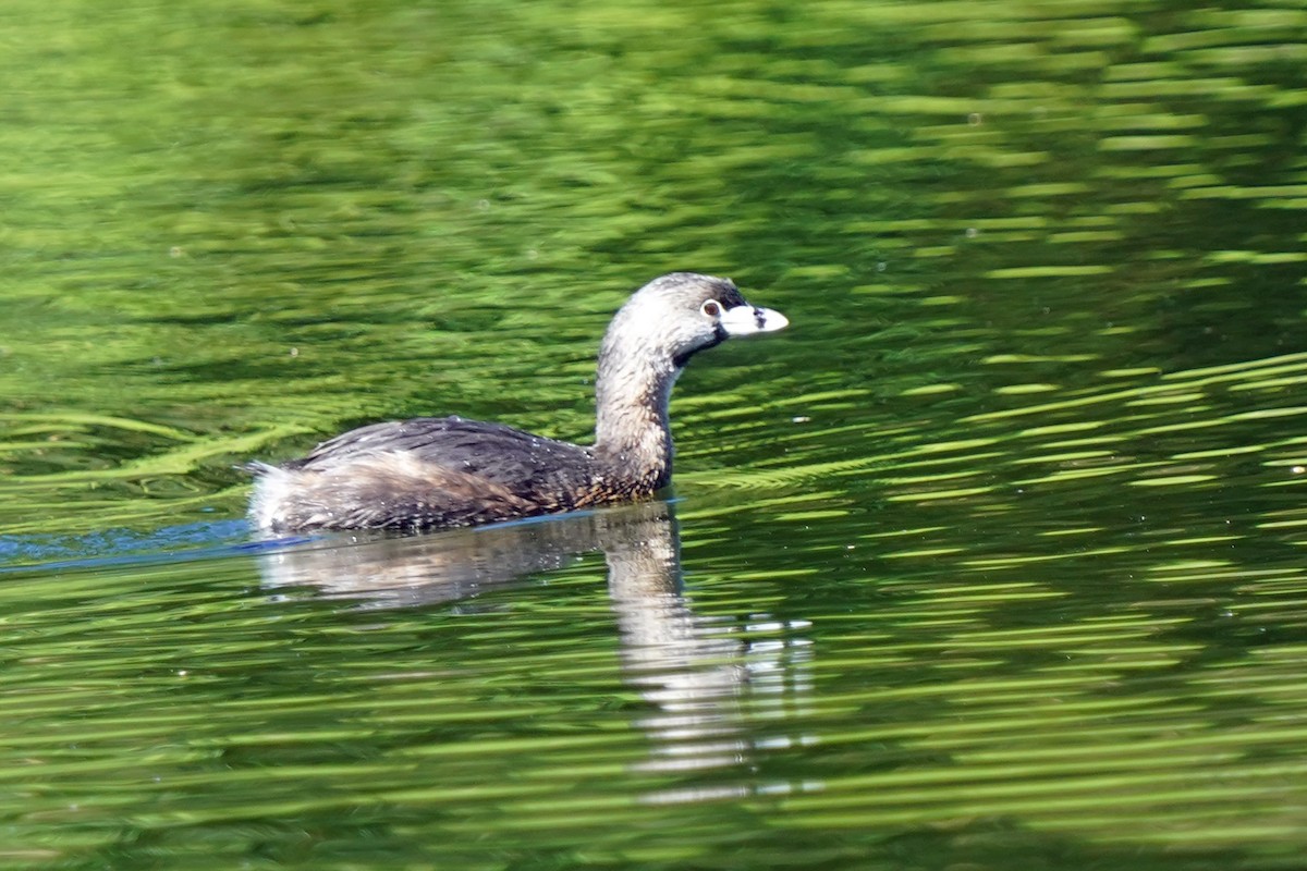 Pied-billed Grebe - ML574190651