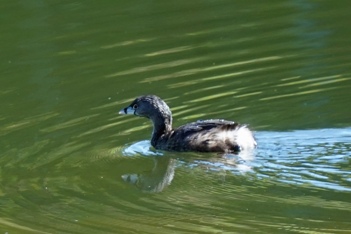 Pied-billed Grebe - ML574190661