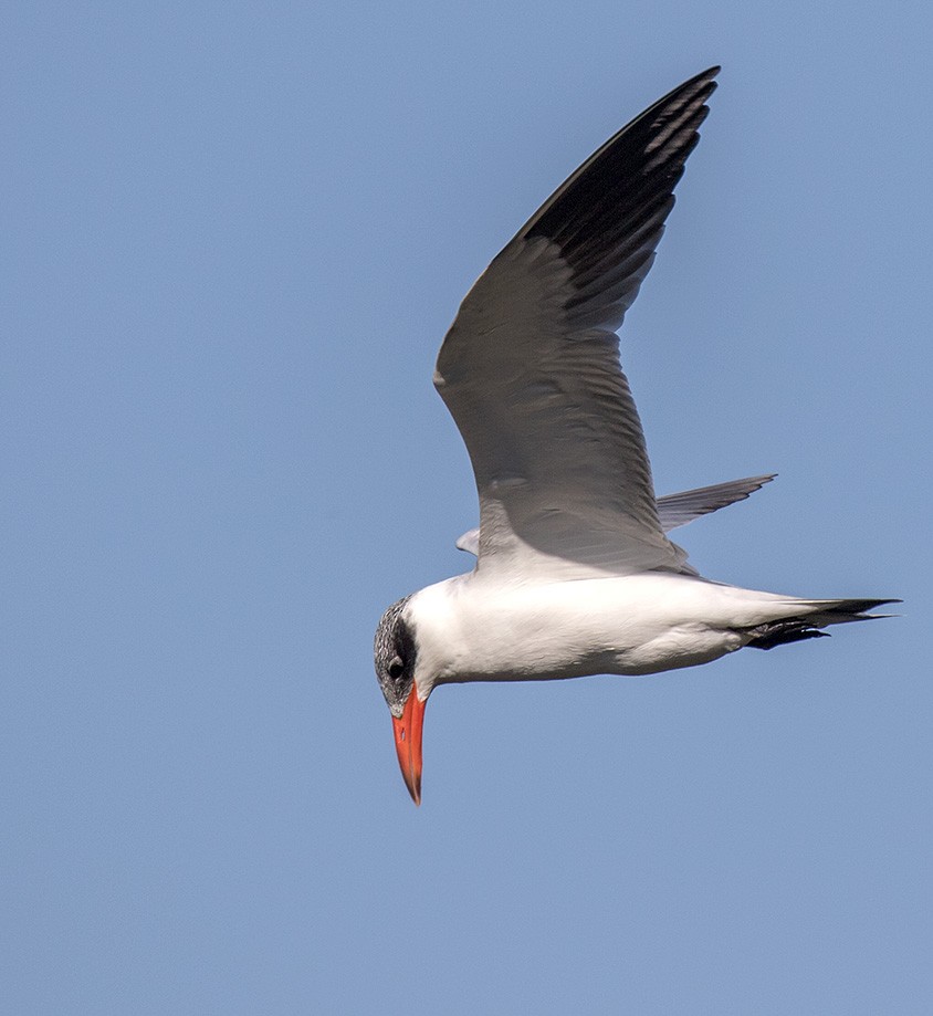 Caspian Tern - Bruce Ward-Smith