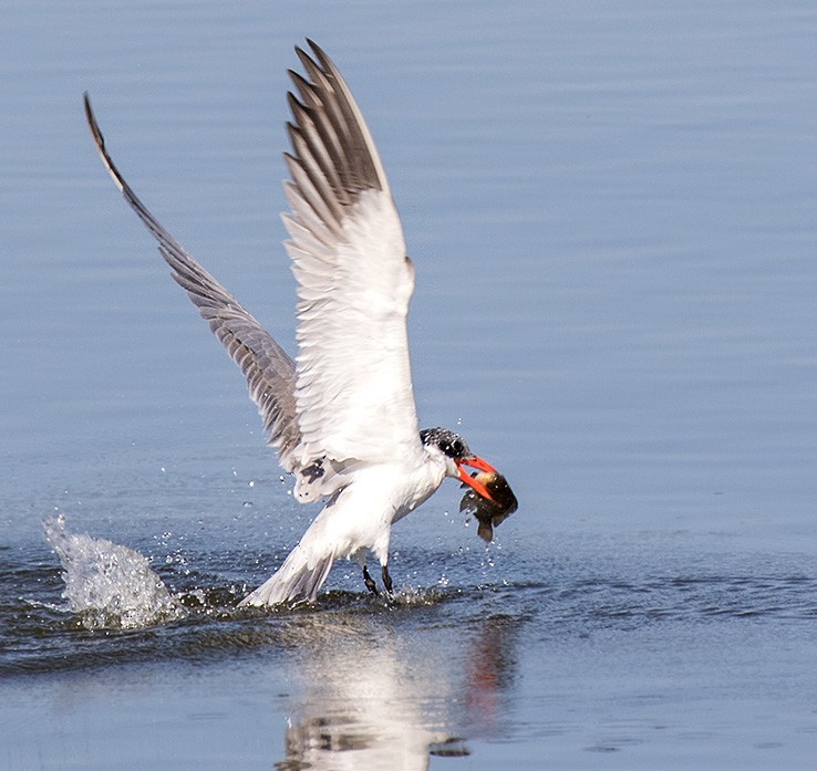 Caspian Tern - ML57419091