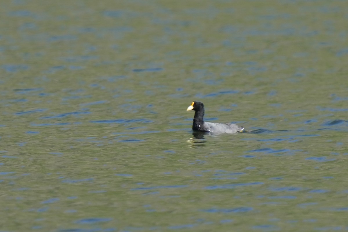 White-winged Coot - ML574191051