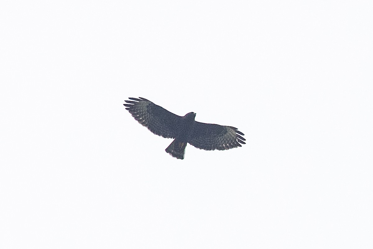 Short-tailed Hawk - ML574191211
