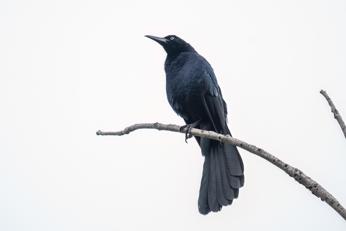 Great-tailed Grackle - Gizella Nyquist