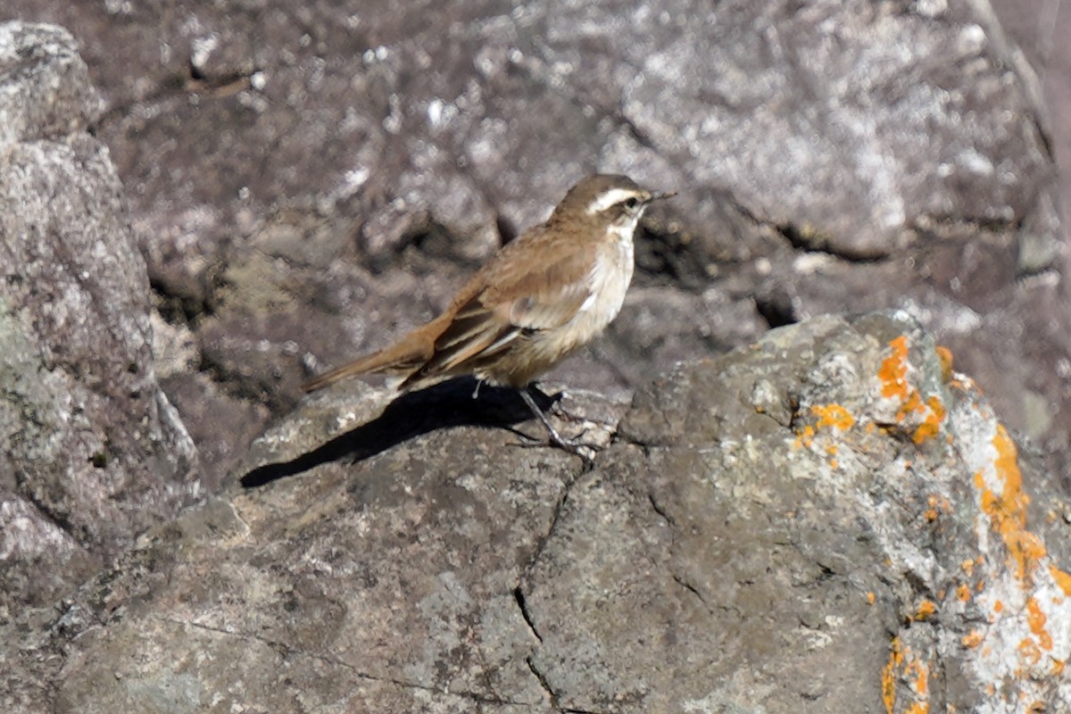 Cream-winged Cinclodes - ML574191541