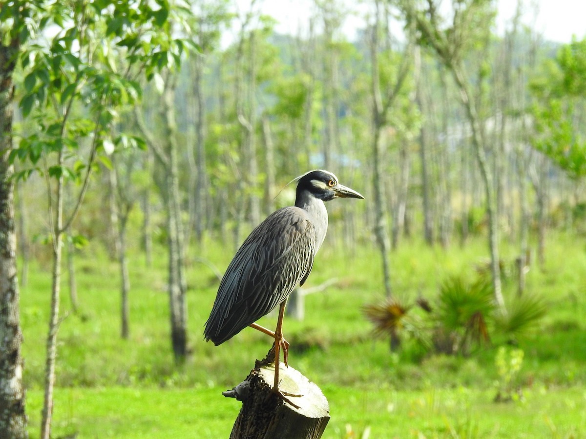 Yellow-crowned Night Heron - ML574192011