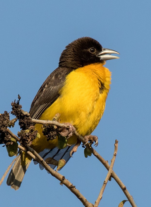 Tejedor Bicolor - ML57419241