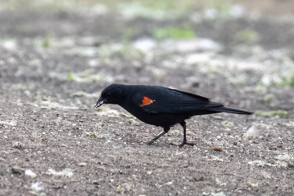 Red-winged Blackbird - Gizella Nyquist
