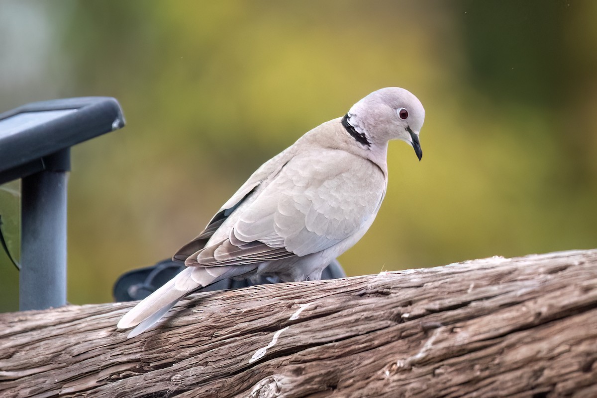 Eurasian Collared-Dove - ML574193281