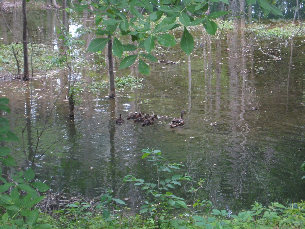 Canard colvert - ML574194931