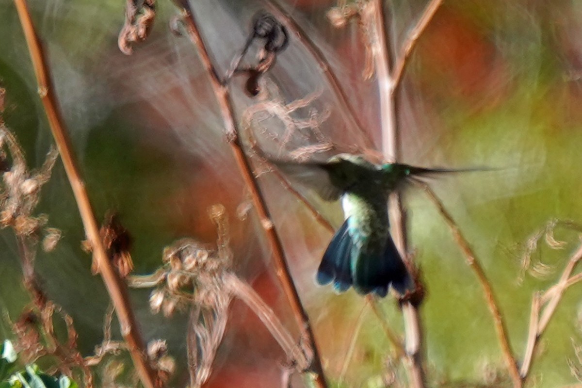 kolibřík modrolící - ML574195431