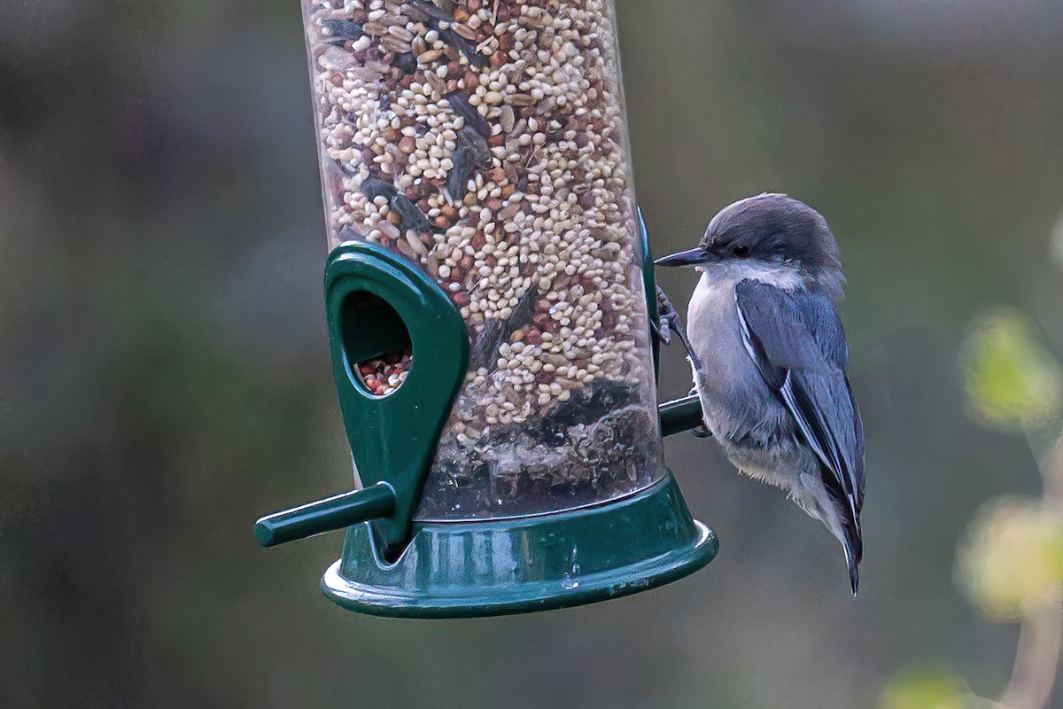 Pygmy Nuthatch - ML574195461