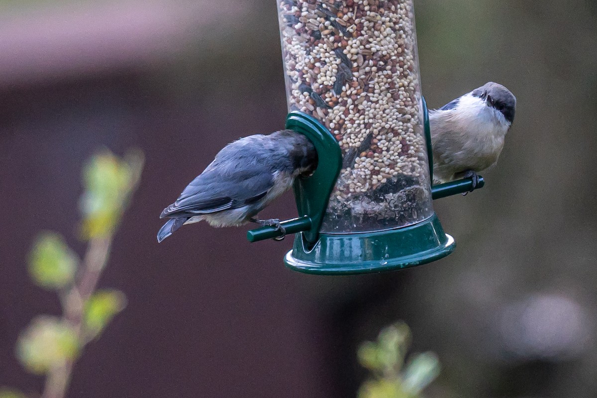 Pygmy Nuthatch - ML574195471