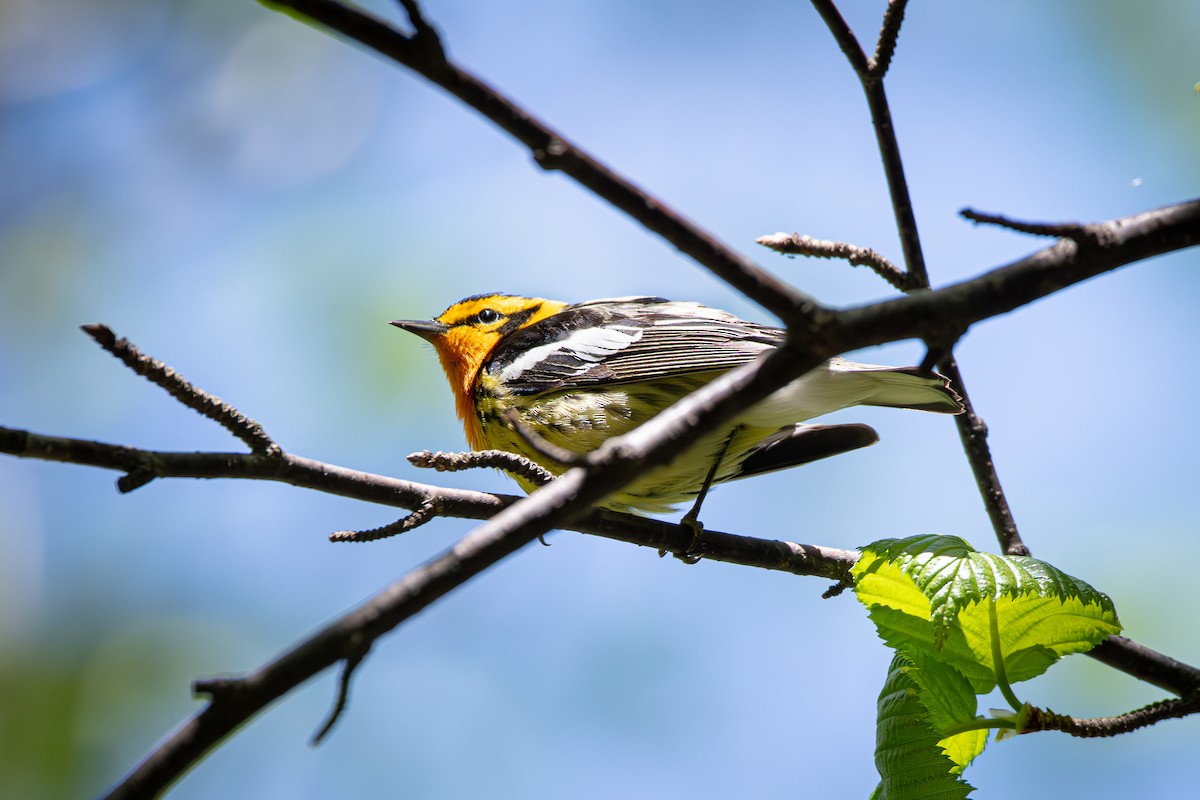 Blackburnian Warbler - ML574195991