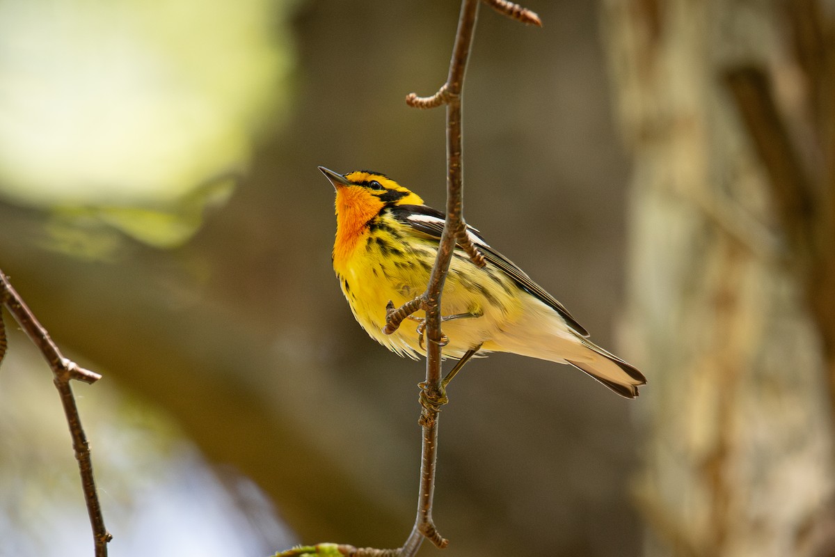 Blackburnian Warbler - ML574196031