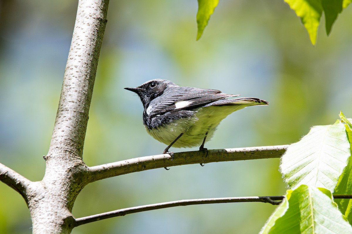 Black-throated Blue Warbler - ML574196151