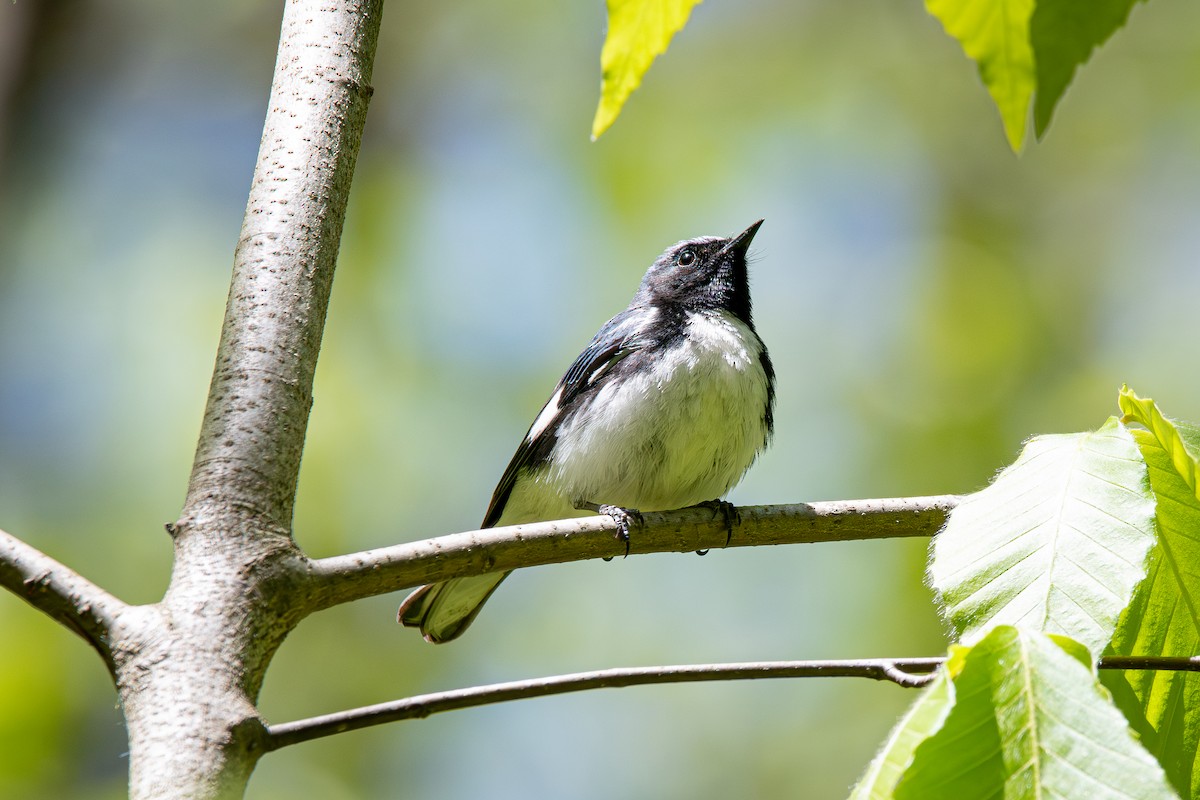 Black-throated Blue Warbler - Eric Conte