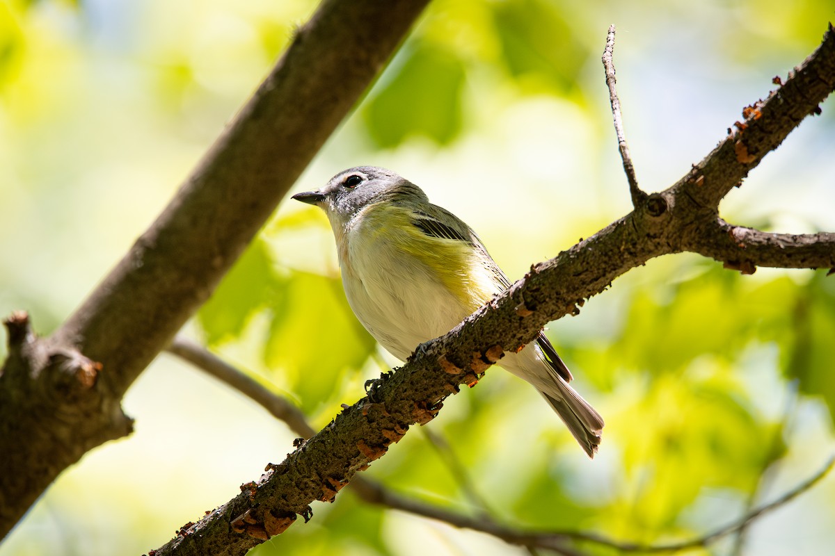 Blue-headed Vireo - ML574196411