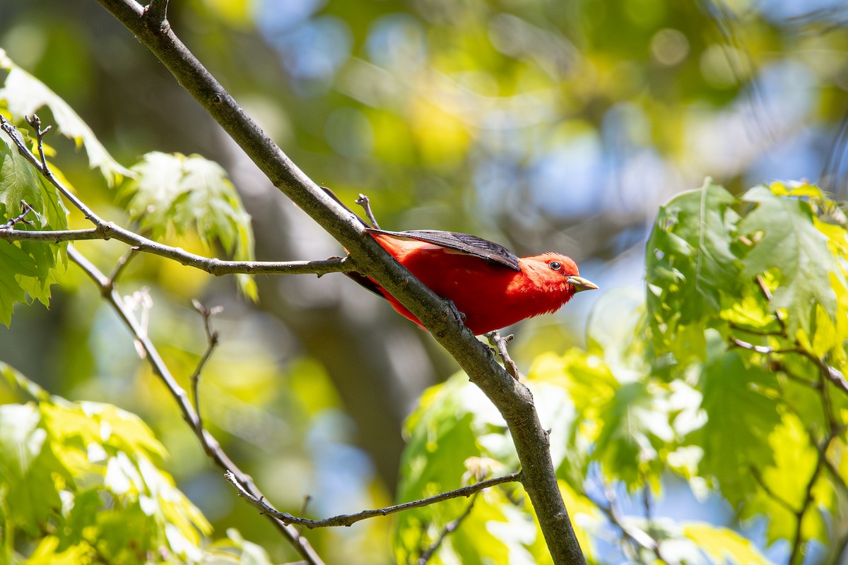 Scarlet Tanager - ML574196421